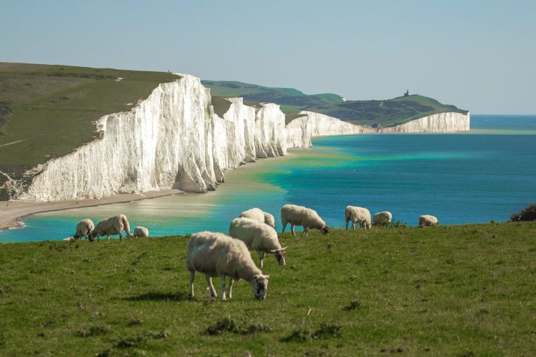 Sheep Grazing by the Ocean