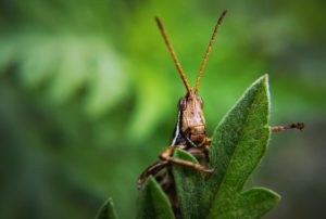 How Did Insects And Plants Survive Noah's Flood?
