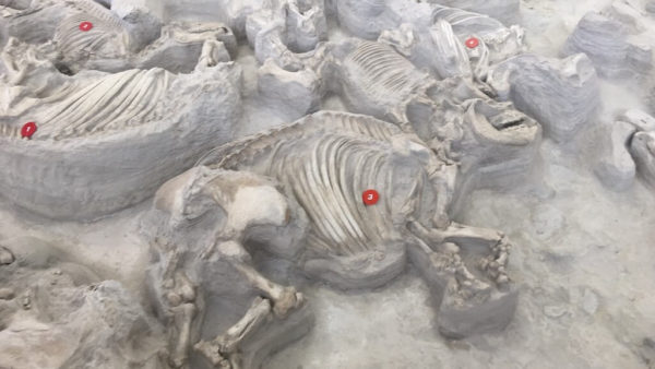 Ashfall Fossil Beds State Park - Rhino Barn