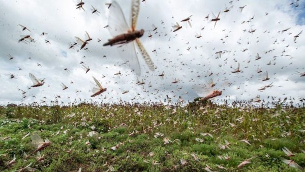 What Is The Locust Army?